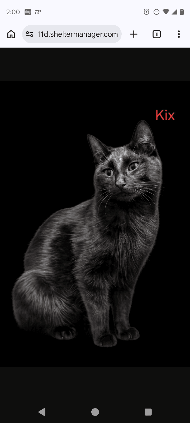 Mama Kix - Domestic Short Hair