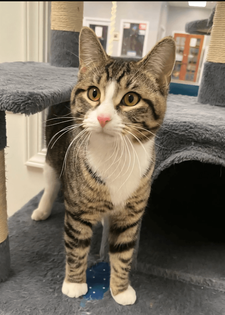 Wasabi Special Needs Ch - Domestic Short Hair