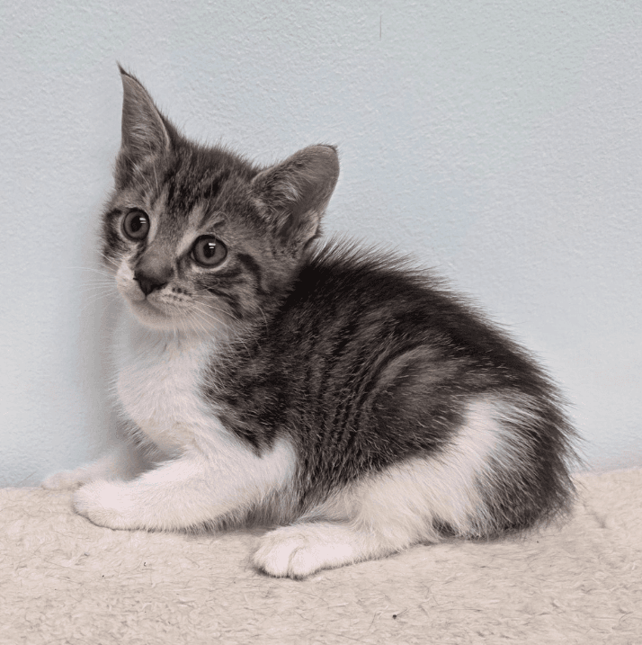 Nexus - Domestic Short Hair