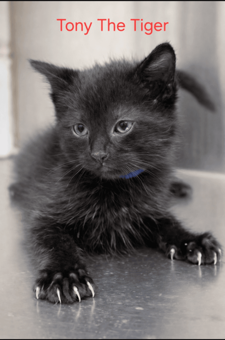 Tony The Tiger - Domestic Short Hair
