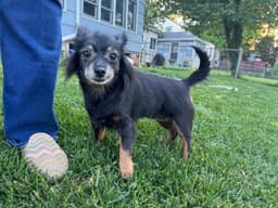 Louie image 1