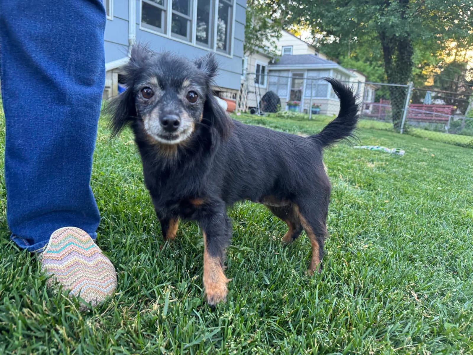 Louie - Chihuahua