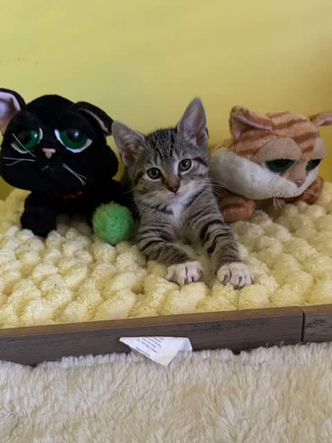 Jasmine - Domestic Short Hair