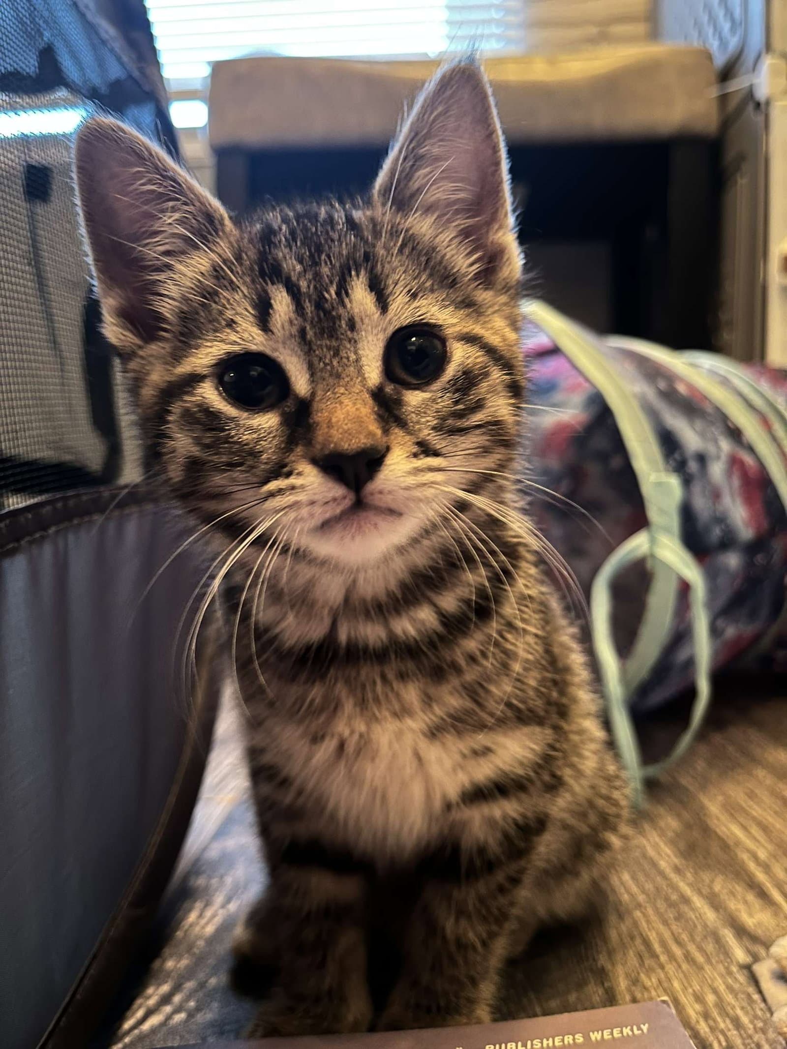 Mable - Domestic Short Hair