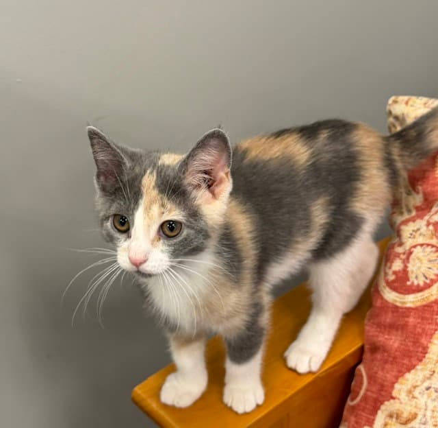 Bambi - Domestic Short Hair