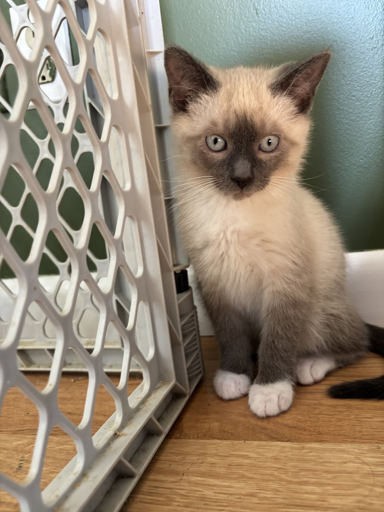 Buzz - Domestic Short Hair
