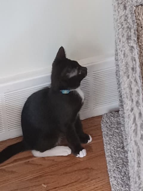 Hoagie - Domestic Short Hair
