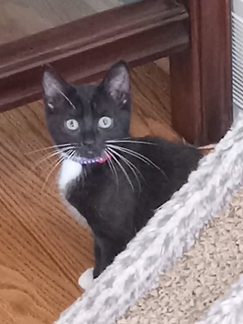 Panini - Domestic Short Hair
