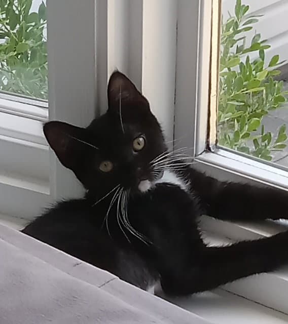 Mochi - Domestic Short Hair