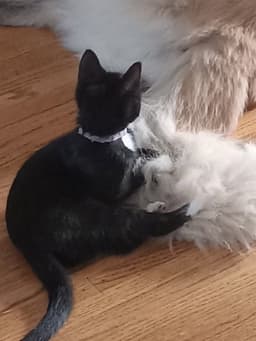 Mochi image 2