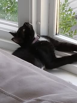 Mochi image 3