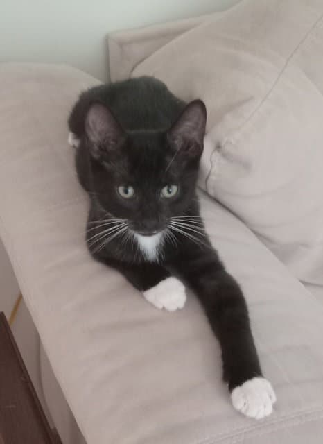 Miso - Domestic Short Hair