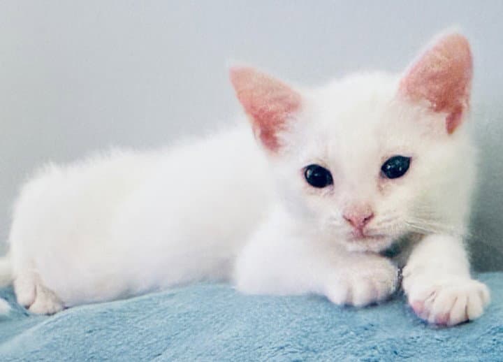Noel - Domestic Short Hair