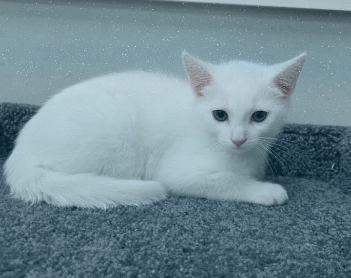 Snow - Domestic Short Hair