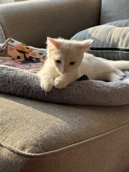Sir Ilya Meowzanov image 1