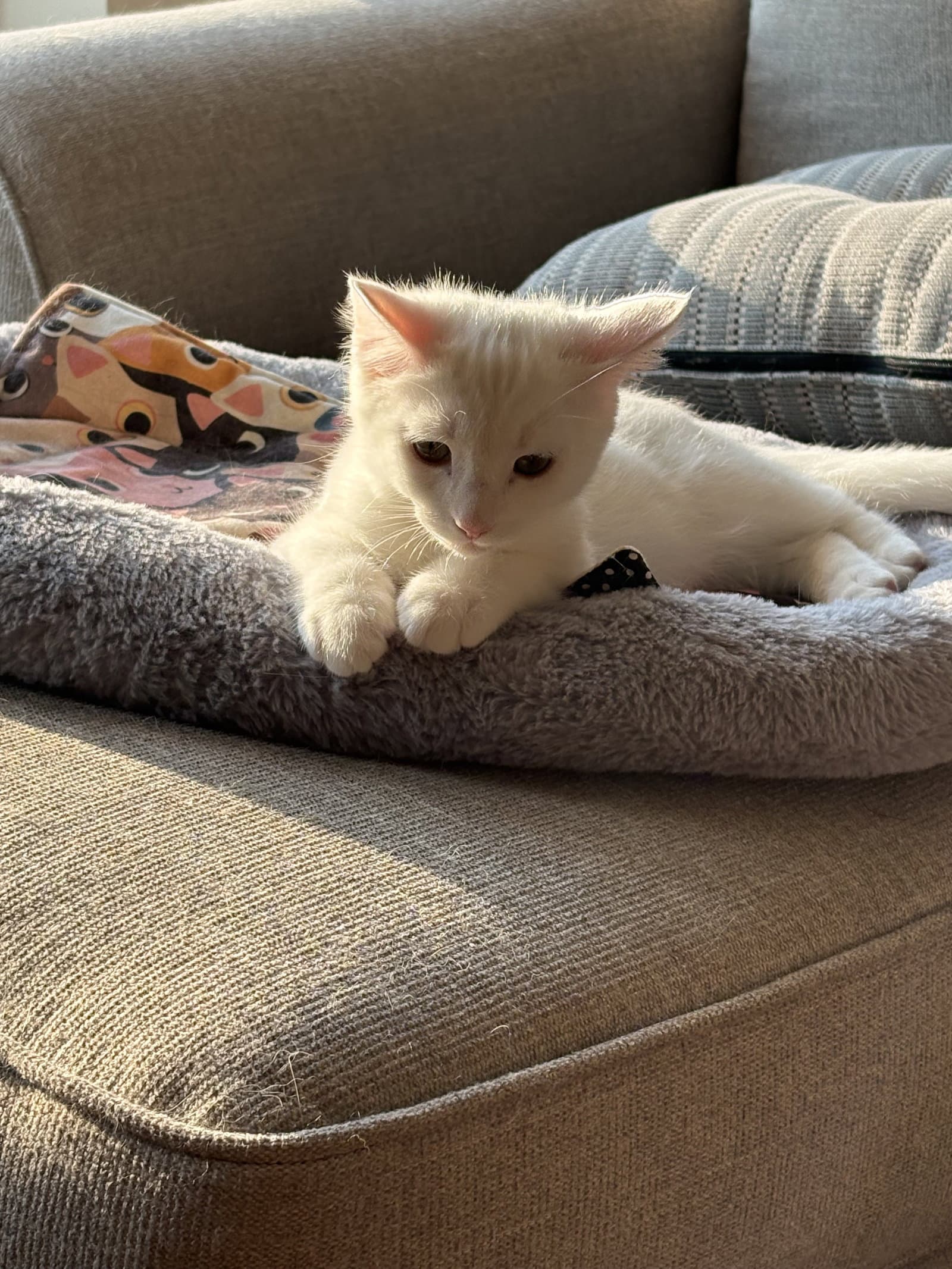 Sir Ilya Meowzanov - Domestic Short Hair