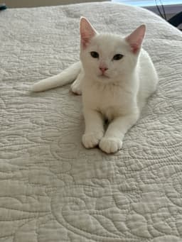 Sir Ilya Meowzanov image 2