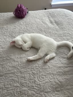 Sir Ilya Meowzanov image 3