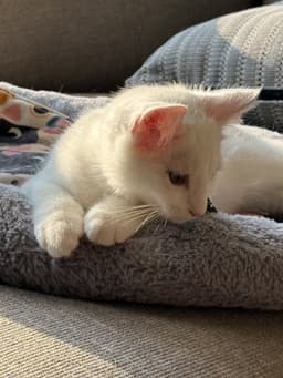 Sir Ilya Meowzanov image 4