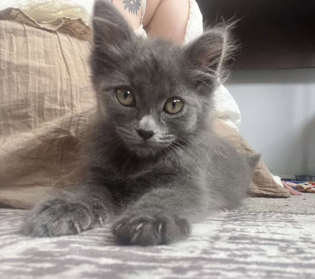 Bellatrix - Domestic Short Hair