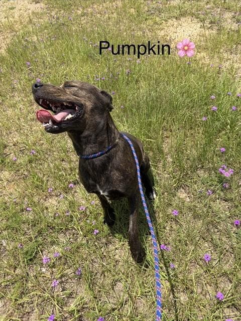 Pumpkin - Pit Bull Terrier