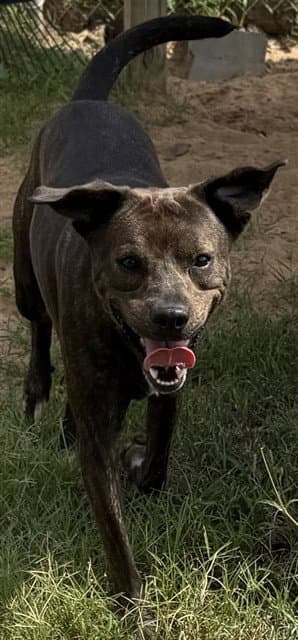 Pumpkin - Pit Bull Terrier