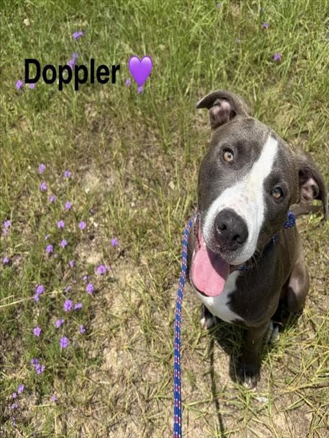 Doppler - Pit Bull Terrier