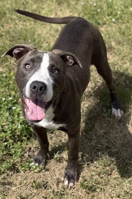 Doppler - Pit Bull Terrier