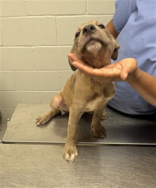 Royce - Pit Bull Terrier