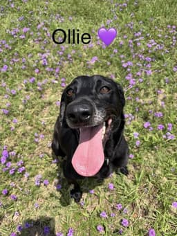 Ollie image 1