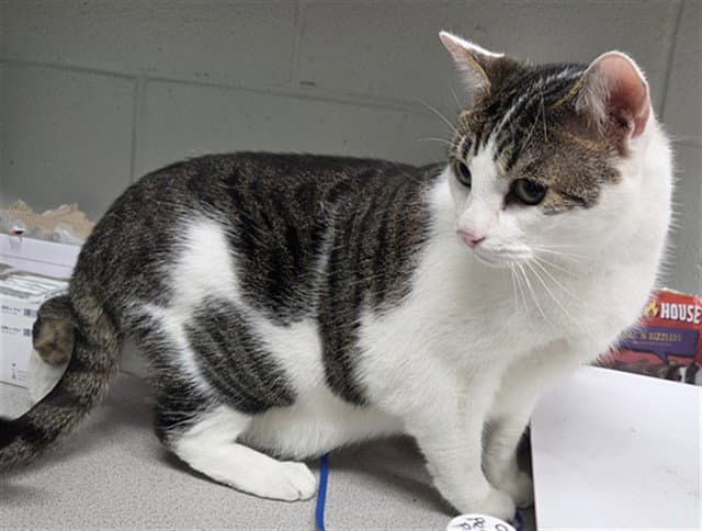Beast - Domestic Short Hair