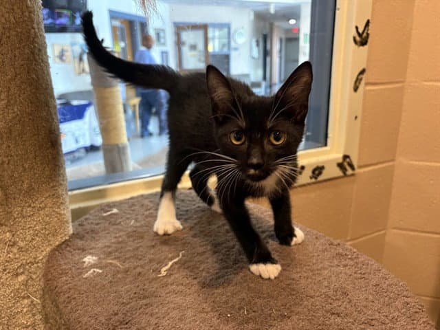 Doug - Domestic Short Hair