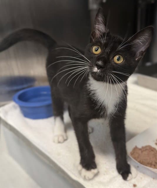 Doug - Domestic Short Hair