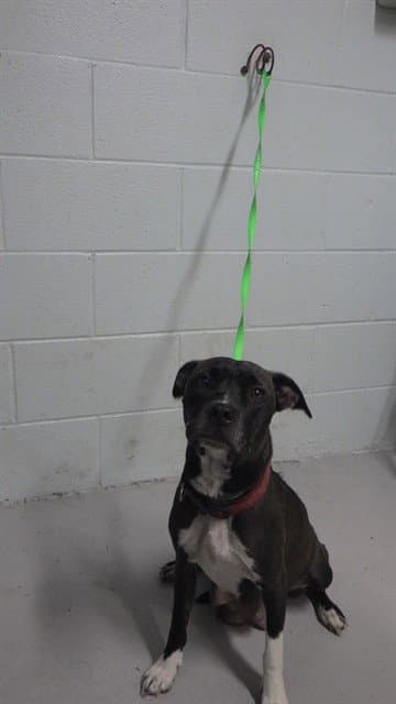 Meadow - Pit Bull Terrier