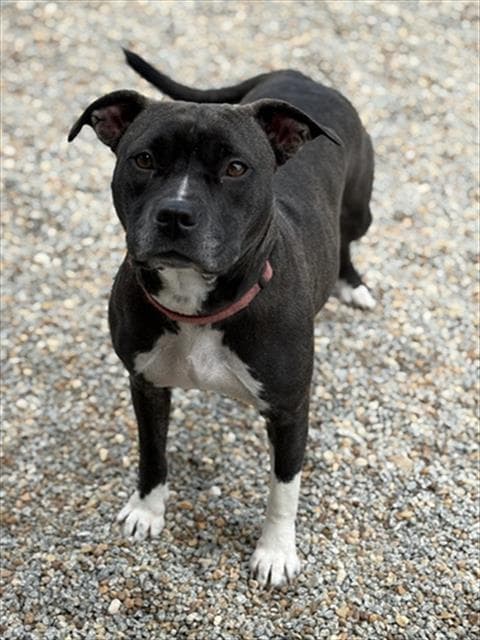 Meadow - Pit Bull Terrier