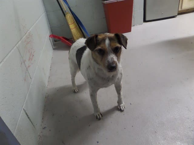 Francis - Parson Russell Terrier