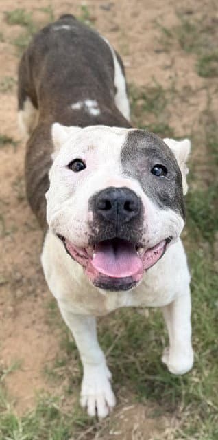 Mary Puppins - Pit Bull Terrier
