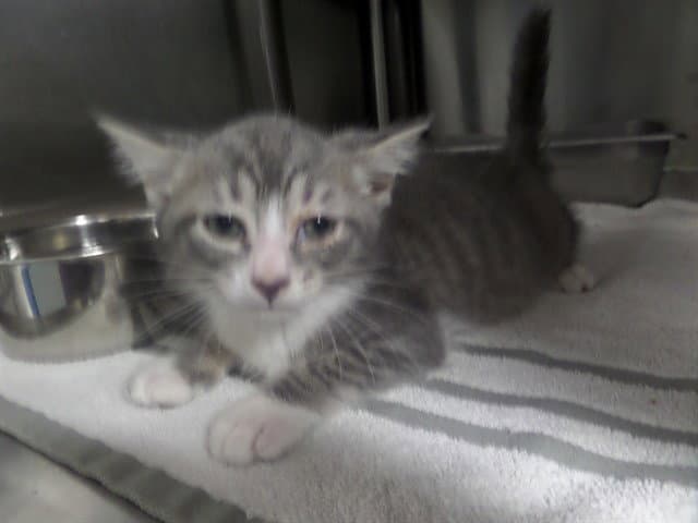 Benny - Domestic Short Hair