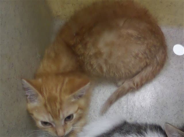 Bobbin - Domestic Short Hair