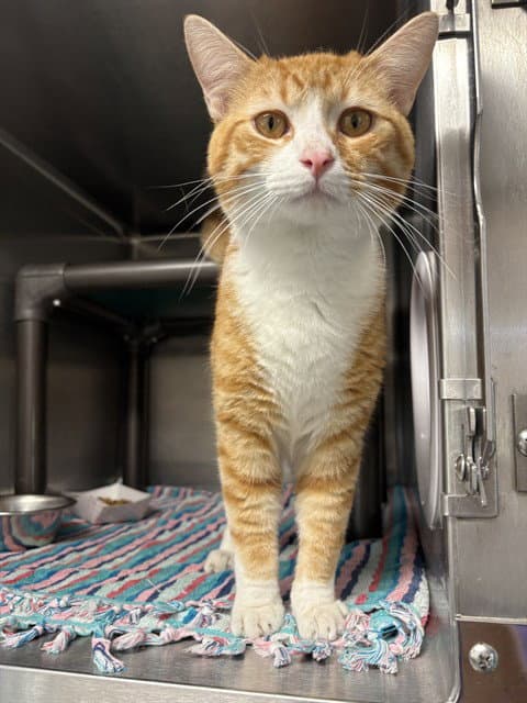 Shere Khan - Domestic Short Hair