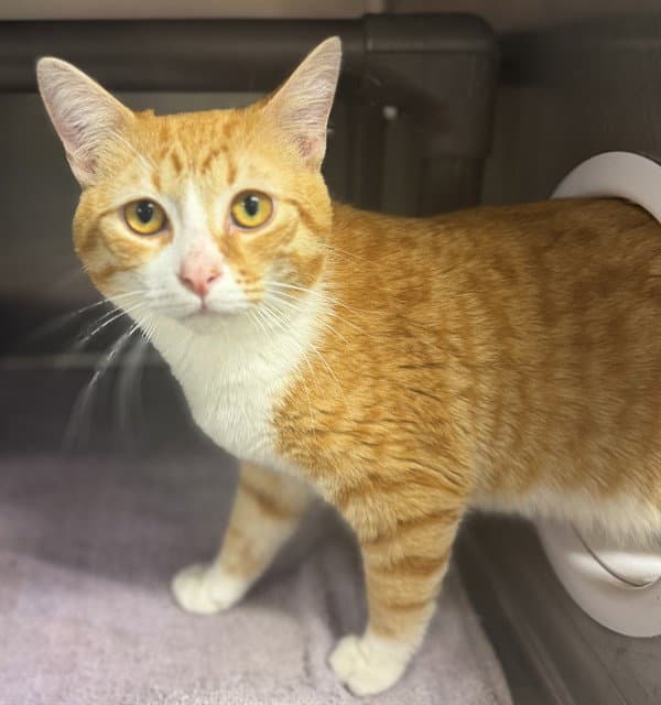Shere Khan - Domestic Short Hair