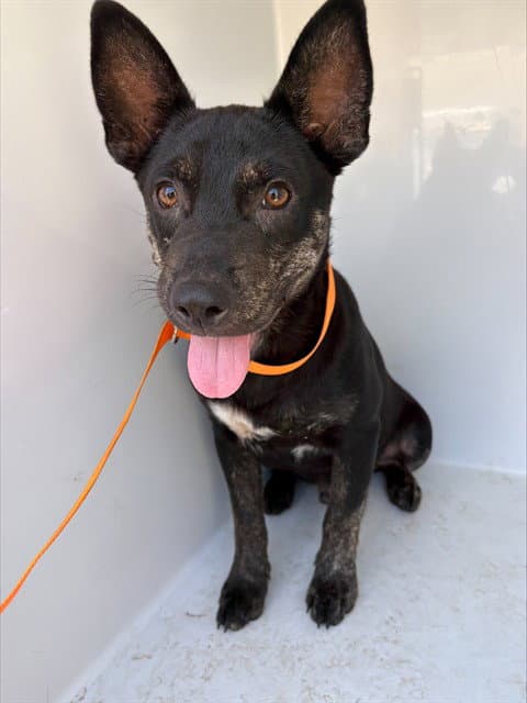 John Steinbark - Australian Cattle Dog/Blue Heeler