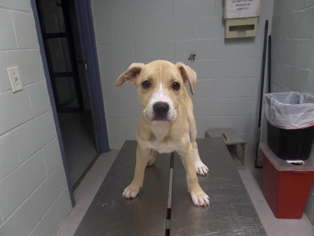 Jane Pawsten - Pit Bull Terrier