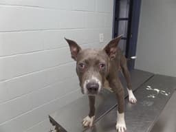 Virginia Woof image 1