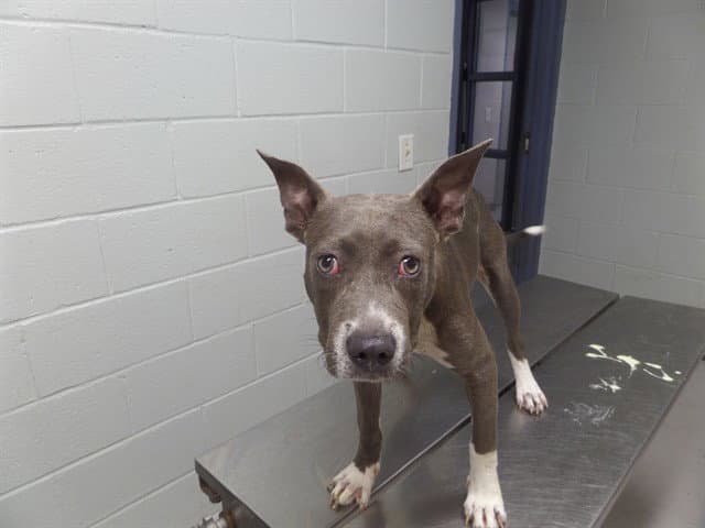 Virginia Woof - Pit Bull Terrier