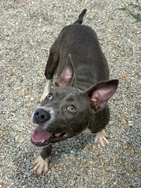Virginia Woof - Pit Bull Terrier
