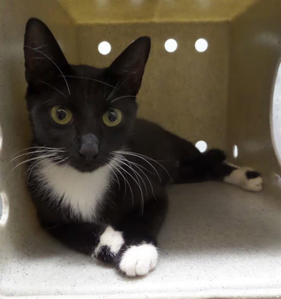 Sundae - Domestic Short Hair