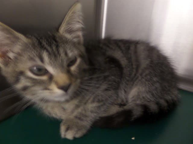 Jep - Domestic Short Hair