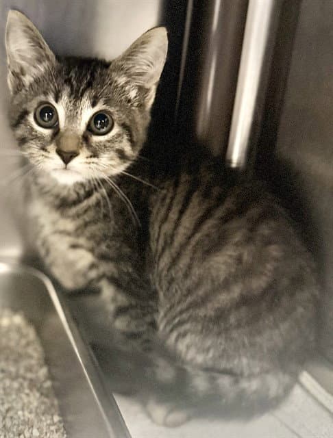 Jep - Domestic Short Hair
