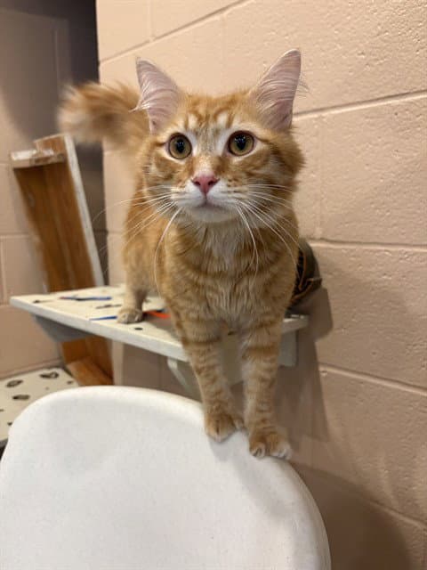 Aslan - Domestic Short Hair